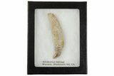Rooted Fossil Sea Lion (Allodesmus) Tooth - Bakersfield, CA #175182-3